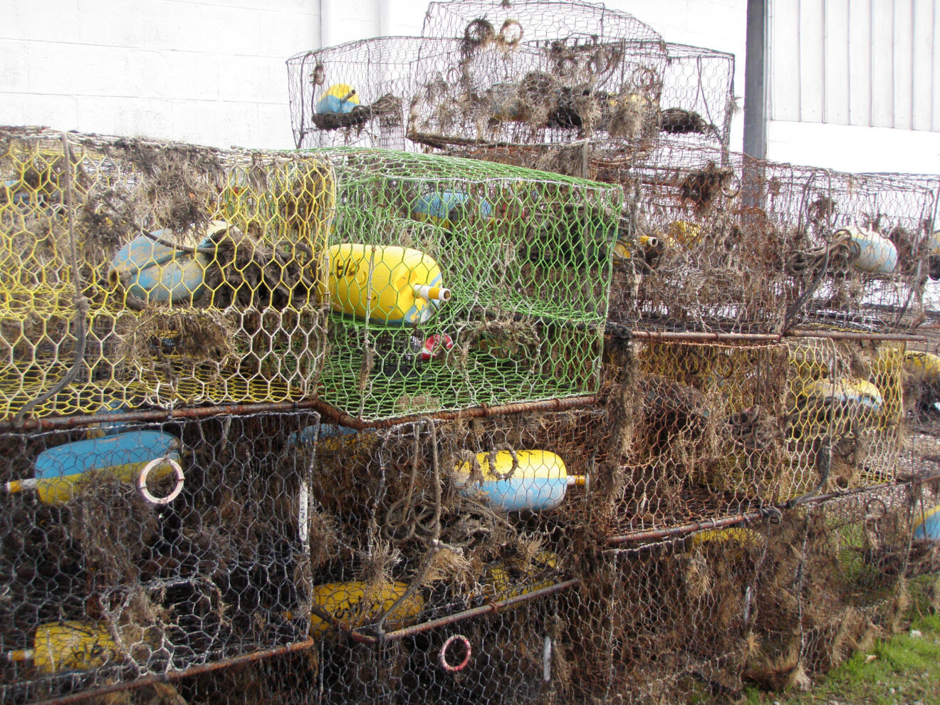 Vims Awards M To National Fishing Trap Removal Program Gazette