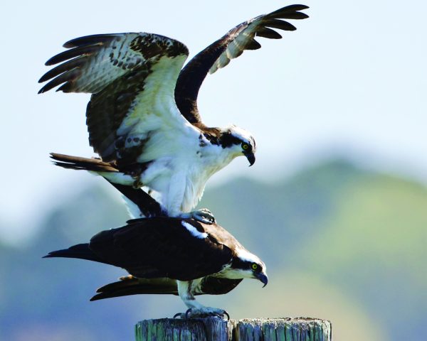 young osprey