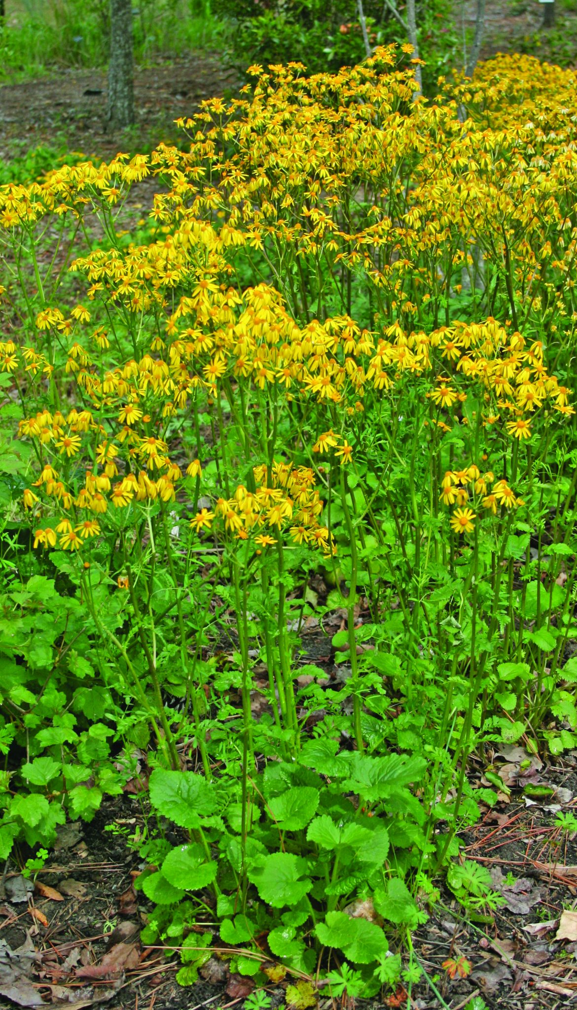 Golden Ragwort - Gazette Journal