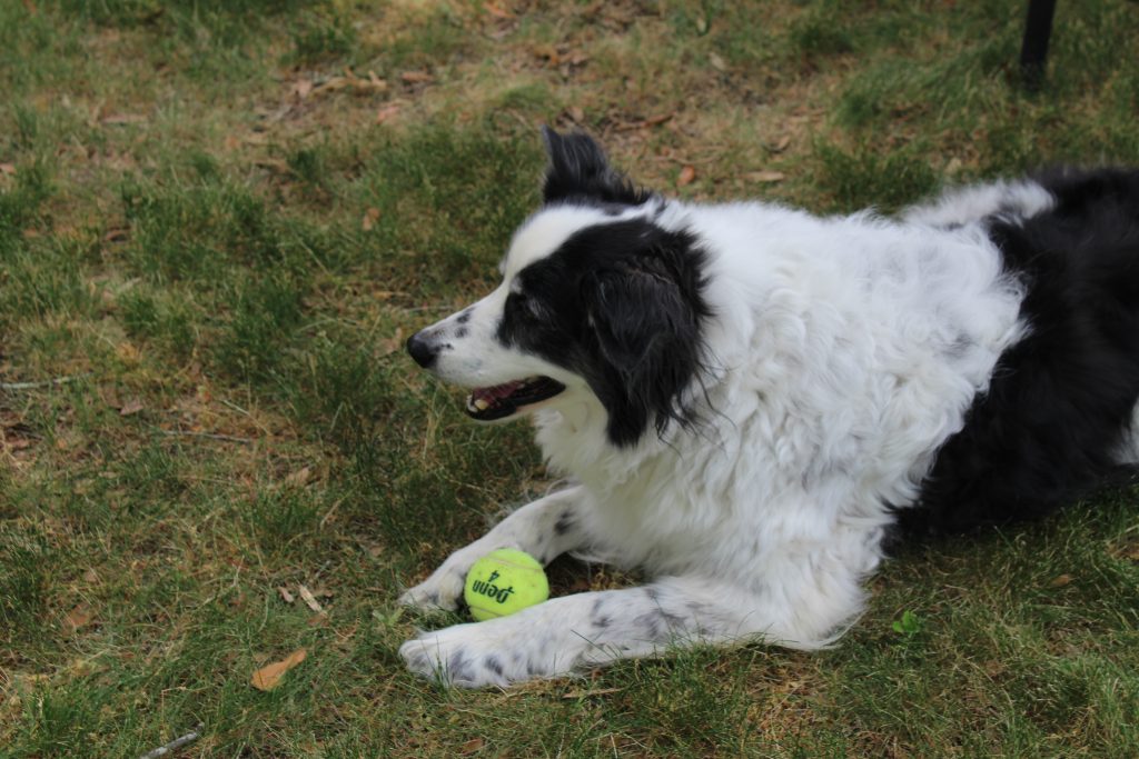 are border collies needy