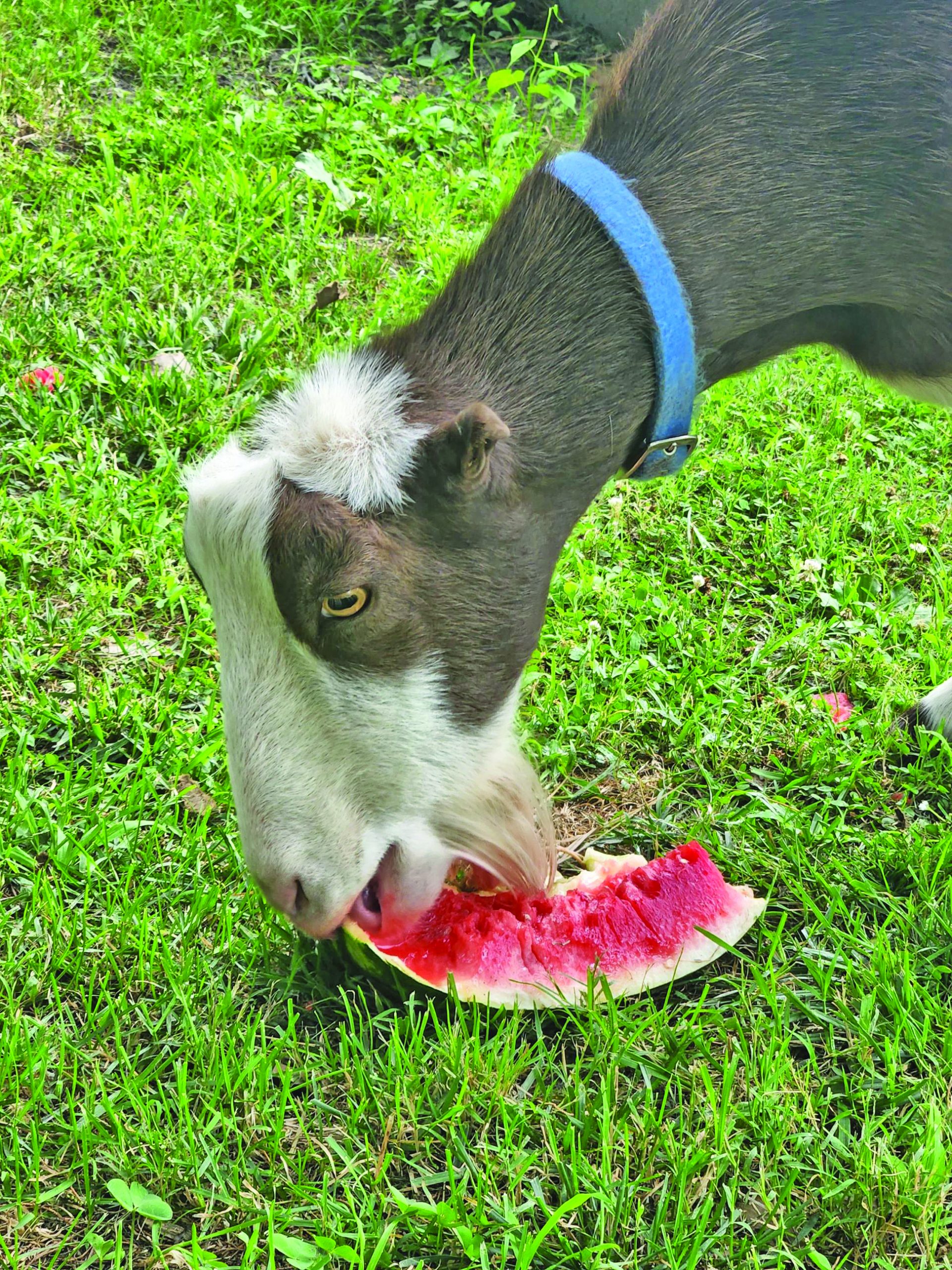 Watermelon: summer favorite has ancient roots - Gazette Journal