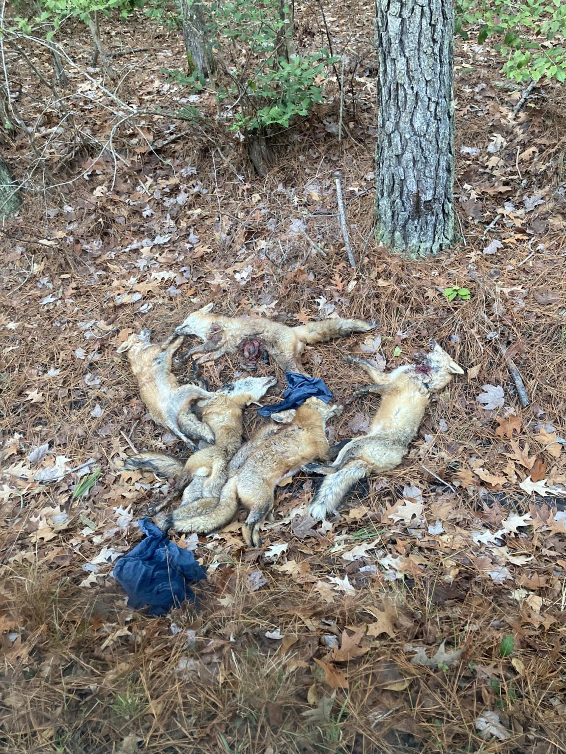 Dead foxes discarded along the side of the road in Mathews - Gazette ...