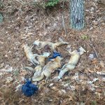 mathews dead foxes by road