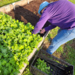 community master gardeners 2