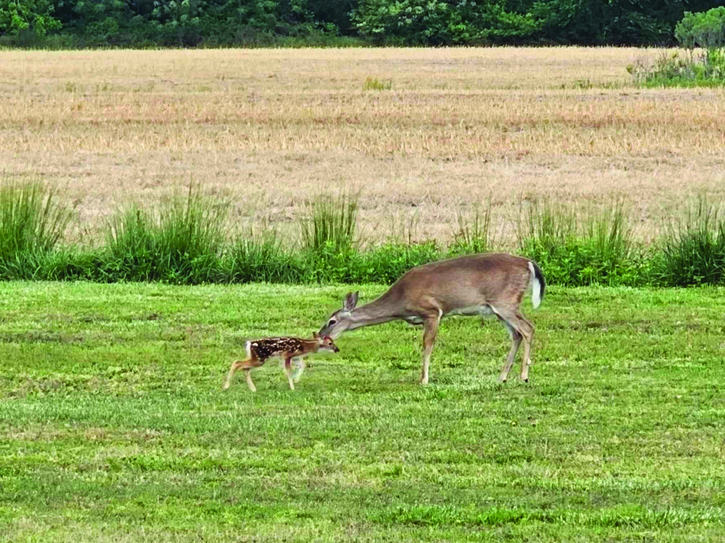 community spring beauty doe and fawn lisa williams sutton