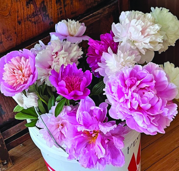 Cooking with Flowers: Local peonies yield wonderful recipes - Gazette ...