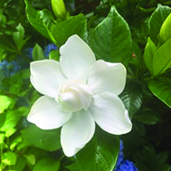 Perfect gardenia