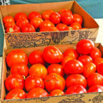 community garden jim camps tomatoes