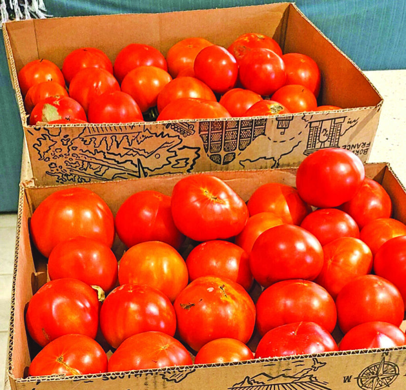 community garden jim camps tomatoes