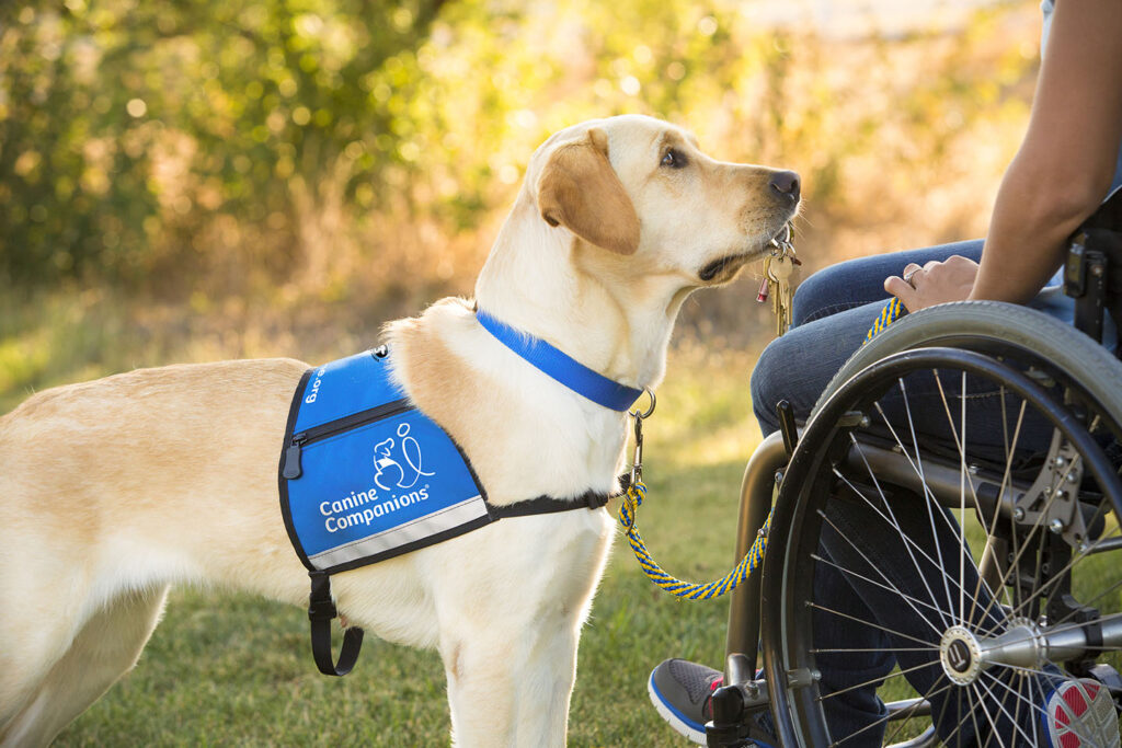 events canine companions