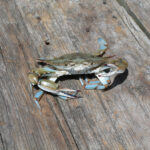 V003 big blue crab