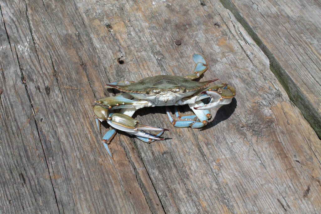 V003 big blue crab