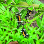 milkweed tussock moth caterpillar