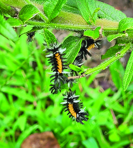 milkweed tussock moth caterpillar