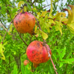 food pomegranate growing