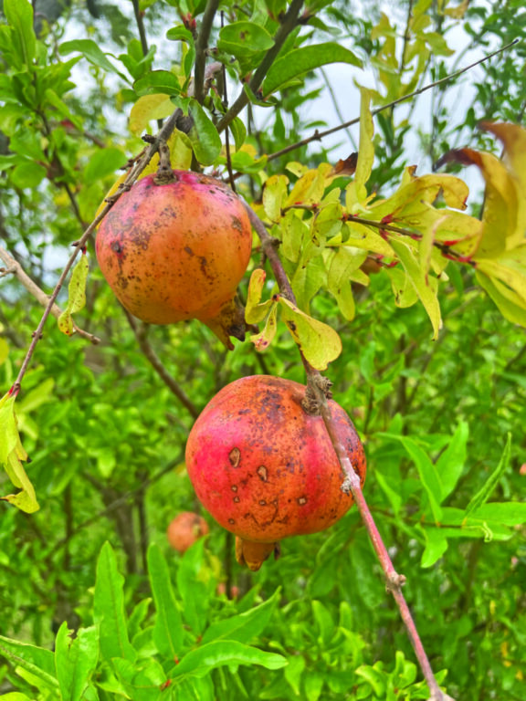 food pomegranate growing