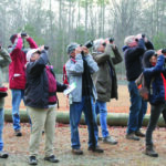 glimpses bird count