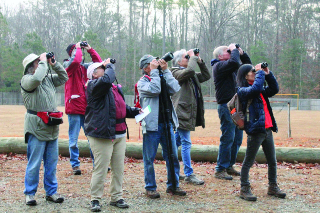 glimpses bird count