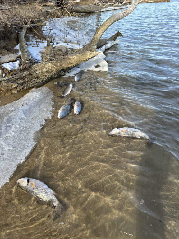 mathews fish dead from the cold 1