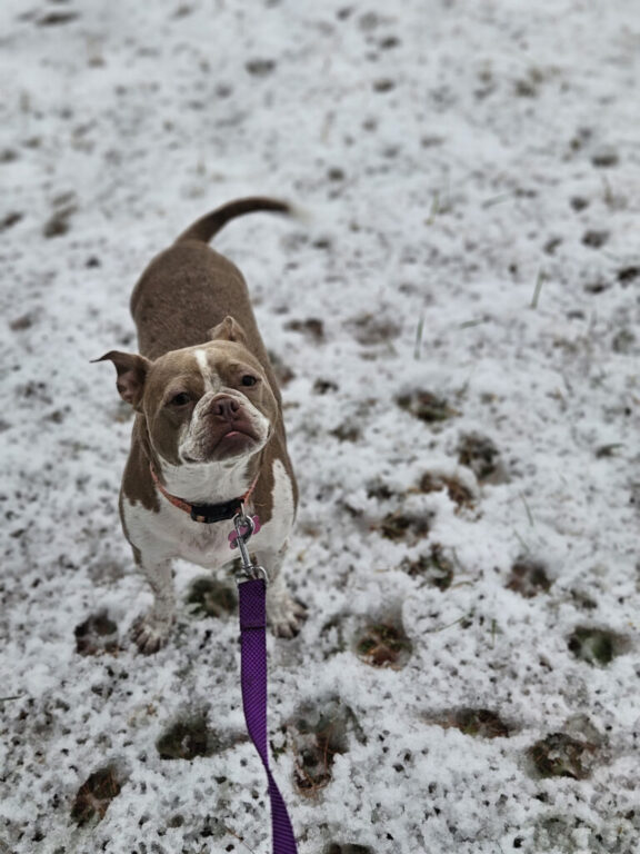 point snow pup