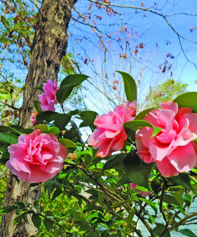 Camellia japonica