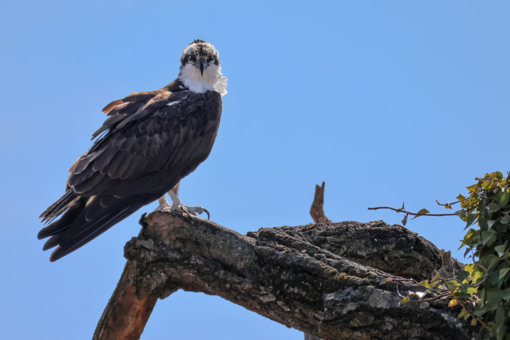 point ospreys return